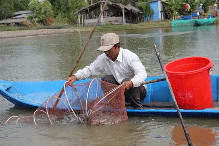 Nuôi tôm, nuôi cá ở Cà Mau năm nay dân trúng lớn, sản lượng tốt lên, giá bán còn tốt hơn, Tết sung túc - Ảnh 1.